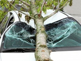 tree-fell-on-car